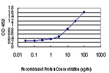 RAD18 Antibody - Detection limit for recombinant GST tagged RAD18 is approximately 0.1 ng/ml as a capture antibody.