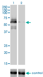 RAD18 Antibody - Western blot of RAD18 over-expressed 293 cell line, cotransfected with RAD18 Validated Chimera RNAi (Lane 2) or non-transfected control (Lane 1). Blot probed with RAD18 monoclonal antibody, clone 3H7. GAPDH ( 36.1 kD ) used as specificity.