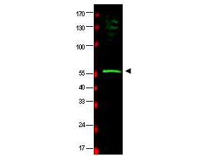RAD23B / HR23B Antibody - Western blot of affinity purified anti-HR23B antibody shows detection of a band at ~58 kDa (arrowhead) corresponding to HR23B present in a HeLa whole cell lysate. Pre-incubation of antibody with immunizing peptide completely blocks reactivity (data not shown). Approximately 33 ug of lysate was separated by 4-20% Tris Glycine SDS-PAGE. After blocking the membrane was probed overnight at 4C with the primary antibody diluted to 1:500 in 5% BLOTTO in PBS. The membrane was washed and reacted with a 1:20000 dilution of IRDye800 conjugated Rb-a-Goat IgG [H&L] (605-432-013) for 45 min at room temperature (800 nm channel, green). Molecular weight estimation was made by comparison to prestained MW markers indicated at left (700 nm channel, red). IRDye800 fluorescence image was captured using the Odyssey Infrared Imaging System developed by LI-COR. IRDye is a trademark of LI-COR, Inc. Other detection systems will yield similar results.