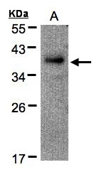 RAD51AP1 Antibody - Sample(30 g of whole cell lysate). A: Raji. 12% SDS PAGE. RAD51AP1 antibody diluted at 1:500.
