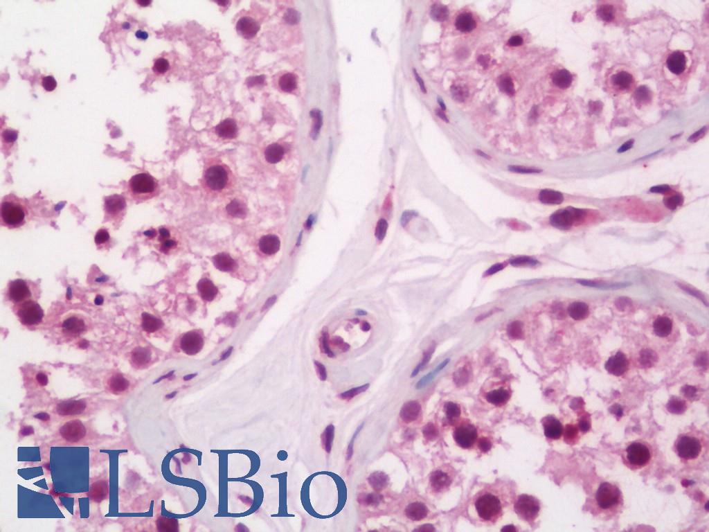 RAD51L3 / RAD51D Antibody - Anti-RAD51L3 / RAD51D antibody IHC staining of human testis. Immunohistochemistry of formalin-fixed, paraffin-embedded tissue after heat-induced antigen retrieval. Antibody dilution 1:50.