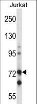 RAF1 / RAF Antibody - Mouse Raf1 Antibody western blot of Jurkat cell line lysates (35 ug/lane). The Raf1 antibody detected the Raf1 protein (arrow).
