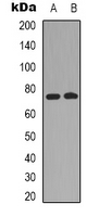 RAF1 / RAF Antibody - Western blot analysis of c-RAF expression in HeLa (A); NIH3T3 (B) whole cell lysates.