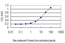 RALB Antibody - Detection limit for recombinant GST tagged RALB is approximately 0.3 ng/ml as a capture antibody.