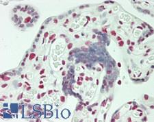 RALY Antibody - Human Placenta: Formalin-Fixed, Paraffin-Embedded (FFPE)