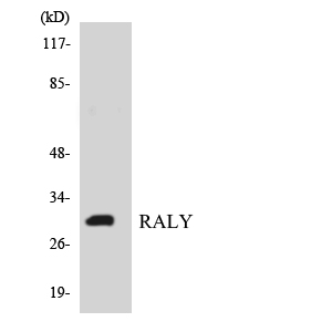 RALY Antibody - Western blot analysis of the lysates from HT-29 cells using RALY antibody.