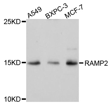 RAMP2 Antibody - Western blot analysis of extracts of various cells.