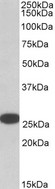 RANBP1 Antibody - Goat Anti-RANBP1 Antibody (0.05µg/ml) staining of HeLa lysate (35µg protein in RIPA buffer). Detected by chemiluminescencence.