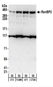 RANBP2 / TRP1 Antibody - Detection of Mouse RanBP2 by Western Blot. Samples: Whole cell lysate (50 ug) from NIH3T3, TCMK-1, 4T1, and CT26.WT cells. Antibodies: Affinity purified rabbit anti-RanBP2 antibody used for WB at 0.2 ug/ml. Detection: Chemiluminescence with an exposure time of 3 minutes.