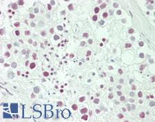 RANBP3 Antibody - Human Testis: Formalin-Fixed, Paraffin-Embedded (FFPE)