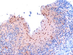 RANBPM Antibody - Antibody (3 ug/ml) staining of paraffin embedded human tonsil. Microwaved antigen retrieval with Tris/EDTA buffer pH9, HRP-staining.