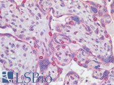 RANGAP1 Antibody - Human Placenta: Formalin-Fixed, Paraffin-Embedded (FFPE)