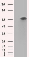 RANGAP1 Antibody - HEK293T cells were transfected with the pCMV6-ENTRY control (Left lane) or pCMV6-ENTRY RANGAP1 (Right lane) cDNA for 48 hrs and lysed. Equivalent amounts of cell lysates (5 ug per lane) were separated by SDS-PAGE and immunoblotted with anti-RANGAP1.