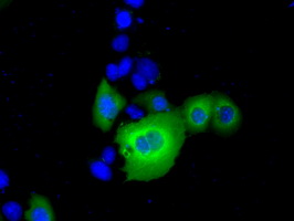 RANGAP1 Antibody - Anti-RANGAP1 mouse monoclonal antibody  immunofluorescent staining of COS7 cells transiently transfected by pCMV6-ENTRY RANGAP1.