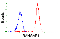 RANGAP1 Antibody - Flow cytometry of Jurkat cells, using anti-RANGAP1 antibody, (Red), compared to a nonspecific negative control antibody, (Blue).