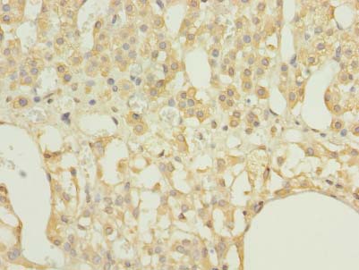 RAP1A Antibody - Immunohistochemistry of paraffin-embedded human adrenal gland tissue using antibody at dilution of 1:100.