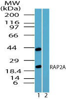 RAP2 Antibody - Western blot of RAP2A in MCF7 cell lysate in the 1) absence and 2) presence of immunizing peptide using RAP2 Antibody at 0.1 ug/ml. Goat anti-rabbit Ig HRP secondary antibody, and PicoTect ECL substrate solution, were used for this test.