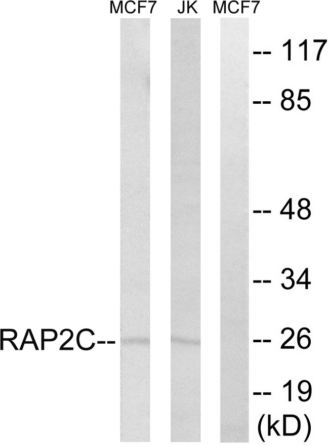 RAP2C Antibody - Western blot analysis of lysates from Jurkat and MCF-7 cells, using RAP2C Antibody. The lane on the right is blocked with the synthesized peptide.