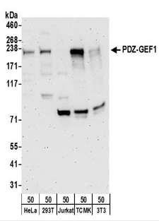 RAPGEF2 Antibody - Detection of Human and Mouse PDZ-GEF1 by Western Blot. Samples: Whole cell lysate (50 ug) from HeLa, 293T, Jurkat, mouse TCMK-1, and mouse NIH3T3 cells. Antibodies: Affinity purified rabbit anti-PDZ-GEF1 antibody used for WB at 0.1 ug/ml. Detection: Chemiluminescence with an exposure time of 3 minutes.