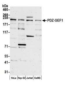 RAPGEF2 Antibody - Detection of human PDZ-GEF1 by western blot. Samples:Whole cell lysate (50 µg) from HeLa, Hep-G2, Jurkat, and GaMG cells prepared using NETN lysis buffer. Antibody: Affinity purified rabbit anti-PDZ-GEF1 antibody used for WB at 0.4 µg/ml. Detection: Chemiluminescence with an exposure time of 3 minutes.
