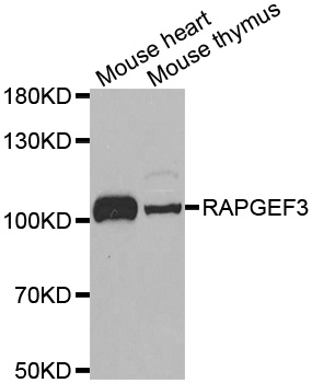 RAPGEF3 / EPAC Antibody - Western blot analysis of extracts of various tissues, using RAPGEF3 antibody.