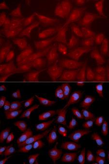 RAPGEF3 / EPAC Antibody - Immunofluorescence analysis of U2OS cell using RAPGEF3 antibody. Blue: DAPI for nuclear staining.
