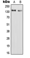 RAPH1 Antibody - Western blot analysis of RAPH1 expression in HepG2 (A); H9C2 (B) whole cell lysates.
