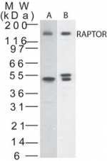 Raptor / Mip1 Antibody - Western blot of RAPTOR in A) human 293 and B) mouse NIH 3T3cell lysate using antibody at 1:2000.