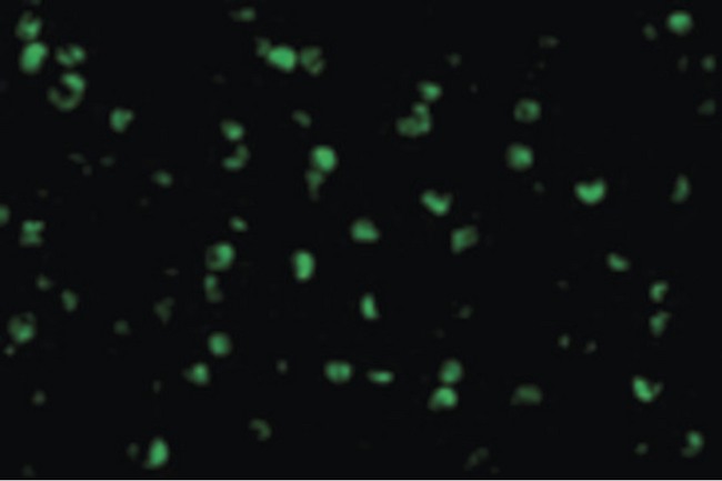 Raptor / Mip1 Antibody - Immunofluorescence of Raptor in L1210 cells with Raptor antibody at 10 ug/ml.