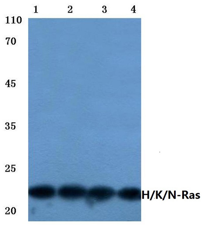 Ras (H, K, N) Antibody - Western blot (WB) analysis of Ras (H27) pAb at 1:500 dilution. Lane1:HEK293T cell lysate. Lane2:Hela cell lysate. Lane3:Mouse brain tissue lysate. Lane4:Rat heart tissue lysate.   