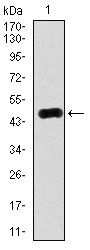 Ras-related protein Rab-4 (RAB4) Antibody - Western blot using RAB4A monoclonal antibody against human RAB4A (AA: 22-218) recombinant protein. (Expected MW is 47.9 kDa)