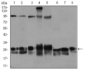 Ras-related protein Rab-4 (RAB4) Antibody - Western blot using RAB4A mouse monoclonal antibody against Jurkat (1), HeLa (2), A549 (3), HEK293 (4), K562 (5), NIH3T3 (6), PC-12 (7), and COS7 (8) cell lysate.