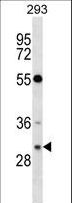 RASD2 Antibody - RASD2 Antibody western blot of 293 cell line lysates (35 ug/lane). The RASD2 antibody detected the RASD2 protein (arrow).