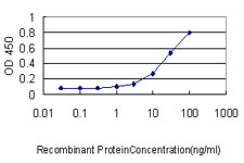 RBBP4 / RBAP48 Antibody - Detection limit for recombinant GST tagged RBBP4 is approximately 0.3 ng/ml as a capture antibody.
