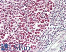 RBBP7 / RbAp46 Antibody - Human Tonsil: Formalin-Fixed, Paraffin-Embedded (FFPE)
