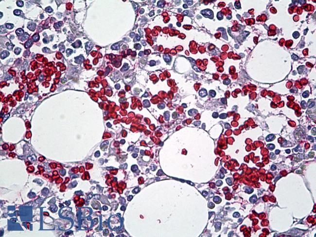 RBC / Red Blood Cells Antibody - Anti-RBC / Red Blood Cells antibody IHC of human bone marrow. Immunohistochemistry of formalin-fixed, paraffin-embedded tissue after heat-induced antigen retrieval. Antibody dilution 1:100.