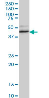 RBFOX2 / RBM9 Antibody - Western blot of RBM9 expression in NIH/3T3.