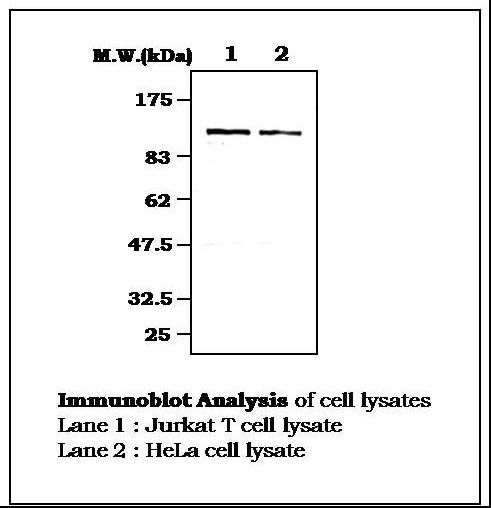 RBL2 / RB2 p130 Antibody