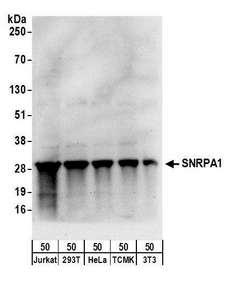 RBM22 Antibody - Detection of human and mouse SNRPA1 by western blot. Samples: Whole cell lysate (50 µg) from Jurkat, HEK293T, HeLa, mouse TCMK-1, and mouse NIH 3T3 cells. Antibodies: Affinity purified rabbit anti-SNRPA1 antibody used for WB at 0.1 µg/ml. Detection: Chemiluminescence with an exposure time of 30 seconds.