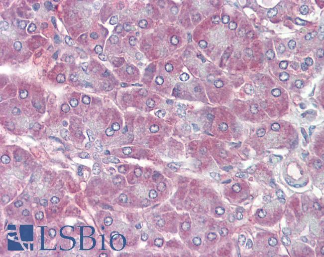 RBP1 / CRBP Antibody - Anti-RBP1 antibody IHC of human pancreas. Immunohistochemistry of formalin-fixed, paraffin-embedded tissue after heat-induced antigen retrieval. Antibody concentration 5 ug/ml.