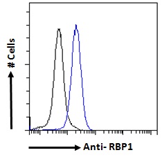 RBP1 / CRBP Antibody - RBP1 / CRBP antibody flow cytometric analysis of paraformaldehyde fixed HeLa cells (blue line), permeabilized with 0.5% Triton. Primary incubation overnight (10ug/ml) followed by Alexa Fluor 488 secondary antibody (1ug/ml). IgG control: Unimmunized goat IgG (black line) followed by Alexa Fluor 488 secondary antibody.