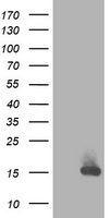RBP1 / CRBP Antibody - HEK293T cells were transfected with the pCMV6-ENTRY control (Left lane) or pCMV6-ENTRY RBP1 (Right lane) cDNA for 48 hrs and lysed. Equivalent amounts of cell lysates (5 ug per lane) were separated by SDS-PAGE and immunoblotted with anti-RBP1.