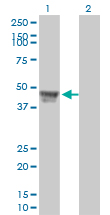 RCC1 Antibody - Western blot of RCC1 expression in transfected 293T cell line. Lane 1: RCC1 transfected lysate (45 KDa). Lane 2: Non-transfected lysate.