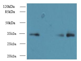 RCD1 / RQCD1 Antibody - Western blot. All lanes: RQCD1 antibody at 6 ug/ml. Lane 1: HepG-2 whole cell lysate. Lane 2: Mouse small intestine tissue. Lane 3: Mouse spleen tissue. Secondary Goat polyclonal to Rabbit IgG at 1:10000 dilution. Predicted band size: 34 kDa. Observed band size: 34 kDa.