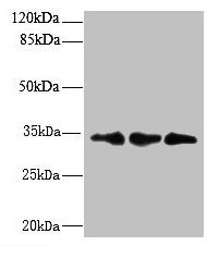 RCD1 / RQCD1 Antibody - Western blot All lanes: RQCD1 antibody at 6µg/ml Lane 1: HepG2 whole cell lysate Lane 2: Mouse small intestine tissue Lane 3: Mouse spleen tissue Secondary Goat polyclonal to rabbit IgG at 1/10000 dilution Predicted band size: 34, 37, 30 kDa Observed band size: 34 kDa