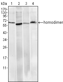 RCHY1 / PIRH2 Antibody - Western blot using Pirh2 mouse monoclonal antibody against HeLa (1), A549 (2), MCF-7 (3) and PC-12 (4) cell lysate.