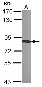 RDX / Radixin Antibody - Sample (30 ug of whole cell lysate). A:293T. 7.5% SDS PAGE. RDX / Radixin antibody diluted at 1:5000.