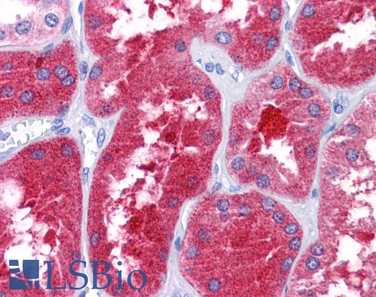 REEP3 Antibody - Anti-REEP3 antibody IHC of human kidney. Immunohistochemistry of formalin-fixed, paraffin-embedded tissue after heat-induced antigen retrieval. Antibody concentration 3 ug/ml.