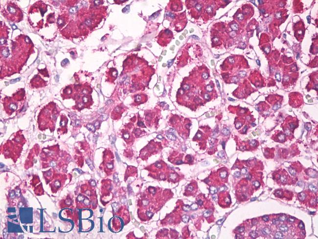 REG1 / Regenerating Islet-Derived 1 Antibody - Anti-REG1 / Regenerating Islet-Derived 1 antibody IHC of human pancreas. Immunohistochemistry of formalin-fixed, paraffin-embedded tissue after heat-induced antigen retrieval. Antibody dilution 10 ug/ml.