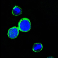 REG1A Antibody - Confocal immunofluorescence of PC12 cells using REG1A mouse monoclonal antibody (green). Blue: DRAQ5 fluorescent DNA dye.